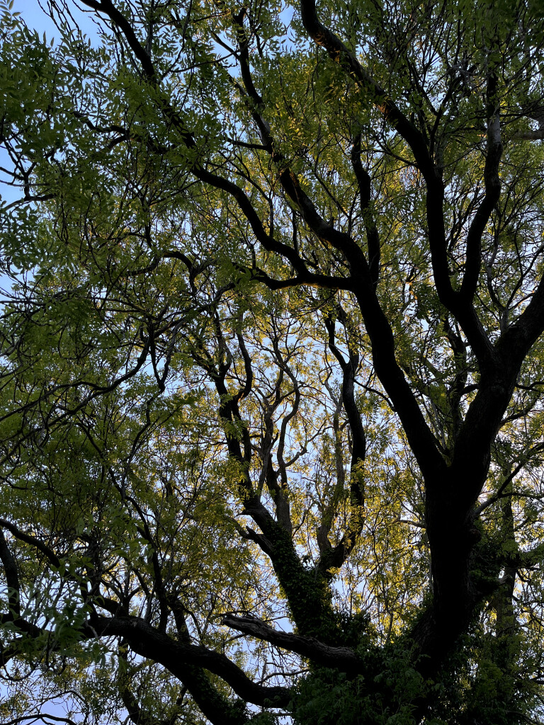 Evening Sun Through Tree